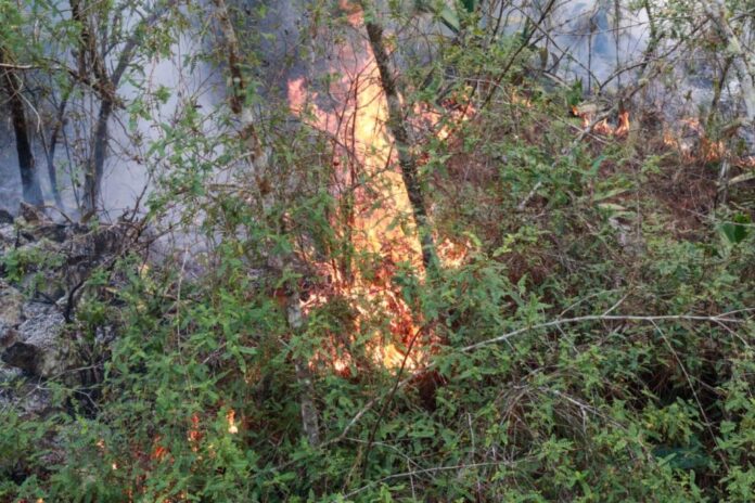 Arde el sur de Francia: el mayor incendio forestal del siglo