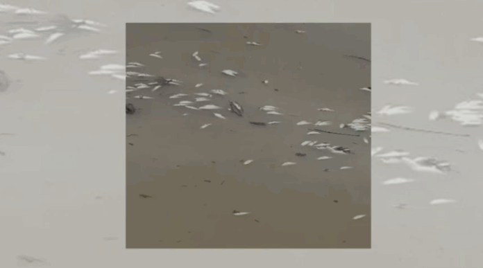 Alarma ambiental por miles de peces muertos en el río Soco