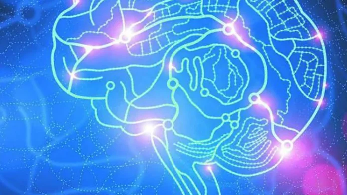 La memoria no solo está en el cerebro: así actúa el cuerpo entero, según la ciencia
