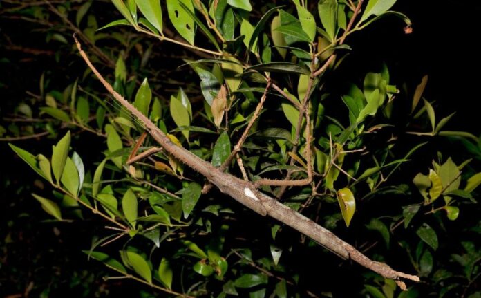 Descubren un insecto palo gigante que pesa como una pelota de golf