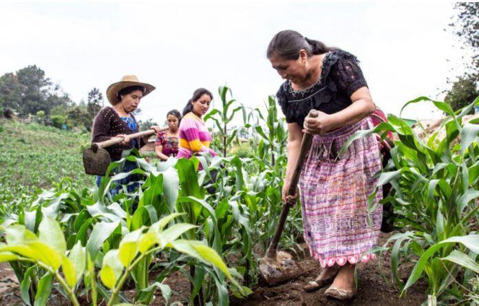 Más del 80% del empleo agrícola en América Latina sigue siendo informal