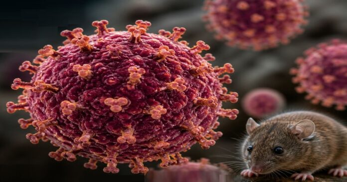 ¿Qué es el hantavirus? ¿Cómo se contagia?