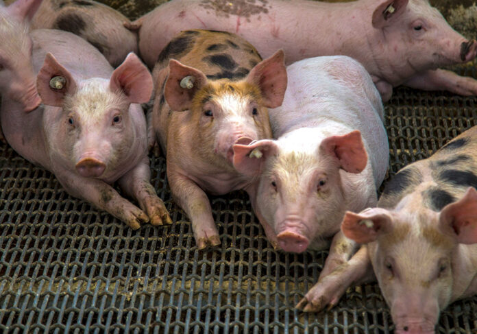 Estudio señala que el cerdo puede formar parte de una dieta para perder peso